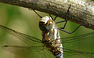 Migrant Hawker (Male, Aeshna mixta)